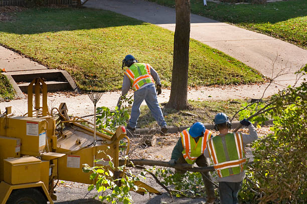 How Our Tree Care Process Works  in Spencerville, OH